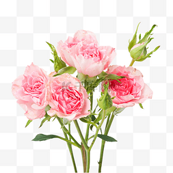泡泡玫瑰粉红色玫瑰花