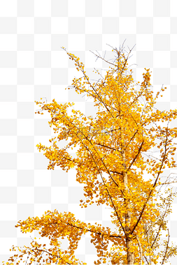 黄色植物叶图片_银杏树银杏叶