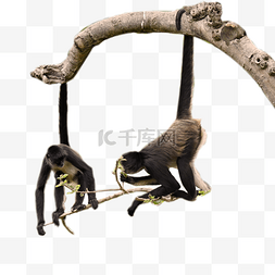 猴猴字体图片_黑掌蜘蛛猴动物