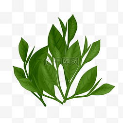 绿茶茶叶图片_绿色绿茶茶叶