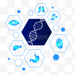 球面六边形图片_智慧医疗器官基因图标合集