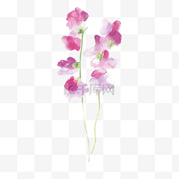 水彩婚礼花卉粉色的豌豆花