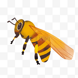 采蜜小蜜蜂图片_飞虫小蜜蜂