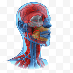 医学医疗人体器官组织头部