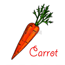 主题图标设计图片_农场胡萝卜蔬菜隔离草图新鲜的胡