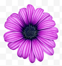 紫色花朵蓝目菊绿化植物