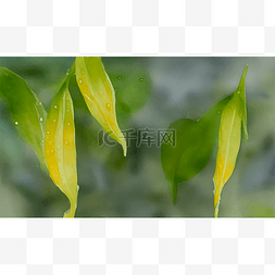黄叶植物图片_雨中的绿叶
