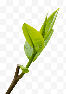 植物图片_春季植物绿植茶叶绿茶