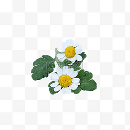白花花环图片_摄影图植物装扮洋甘菊