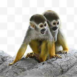 可爱猿猴图片_松鼠猴自然可爱动物