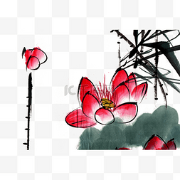 出水芙蓉图片_出水芙蓉