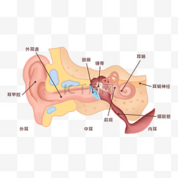 耳听力图片_医学人体器官耳朵