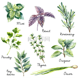 Watercolor collection of fresh herbs isolated
