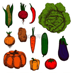 有机茄子图片_有机种植的新鲜卷心菜、胡萝卜、