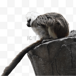 棉冠猴黑毛白发绒猴动物