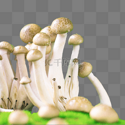 静物蔬菜食材蘑菇菌菇健康蘑菇