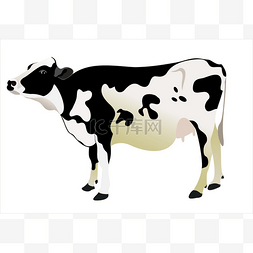 手绘农场牛图片_在白色背景上隔离牛