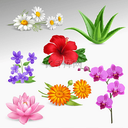 热带花卉植物图片_花卉植物逼真的图标集合多肉的热