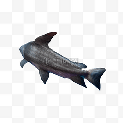 海洋海豚图片_美丽水族馆水产鱼