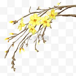 黄色花骨朵图片_春天春季迎春花植物花朵鲜花