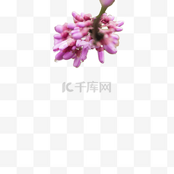 雨水节气图片_赏花春天紫荆花雨后绽放