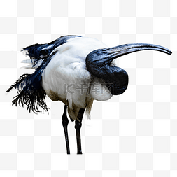 珍稀保护动物图片_保护动物自然鸟类埃及圣鹮