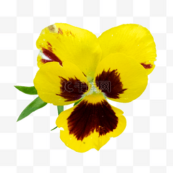 三色堇黄色图片_三色堇黄色自然盛开