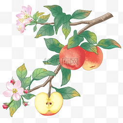 新鲜水果苹果果树