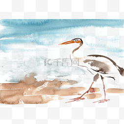 沙滩漫步的水鸟