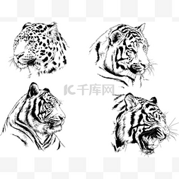 墨水物体图片_矢量绘图不同的捕食者, 老虎狮子