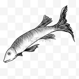 鱼线描图片_素描线描鱼