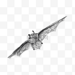 蝙蝠素描恐怖形象