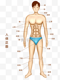 头部位图片_人体医疗组织器官人体示意图