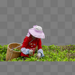 茶工人图片_女工人在茶园里采茶