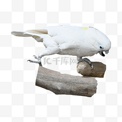 白色羽毛金刚鹦鹉
