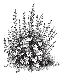雕刻线条图片_Bocconia 是一种开花植物。它有独特