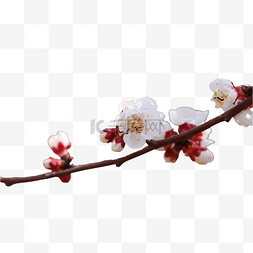 天安门摄影图片_天清晨白色的杏花杏花林
