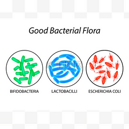 大肠杆菌结构简图图片_好的菌群。乳酸杆菌、 双歧杆菌