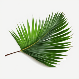椰子树叶png图片_绿色植物椰子树叶