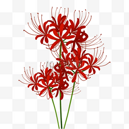 水彩深红色图片_深红色日本花卉彼岸花