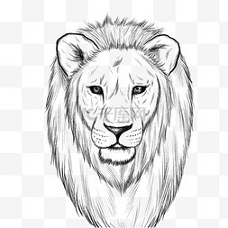 狮子头部黑白素描