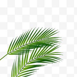 热带棕榈叶图片_棕榈叶户外光合作用树枝