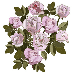 粉红玫瑰花束图片_用于卡片、图案的粉红玫瑰花束。