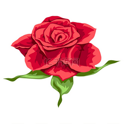 美丽逼真的玫瑰插图。