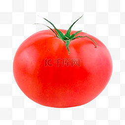 番茄植物新鲜蔬菜