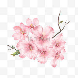 粉色水彩樱花花朵团团