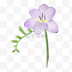 紫罗兰色背景图片_小苍兰水彩风格花卉紫罗兰色
