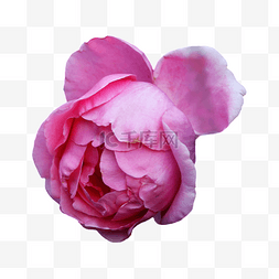 杂交玫瑰图片_鲜花花朵植物装饰