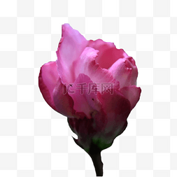 小清新紫色花图片_夹竹桃粉色自然花瓣