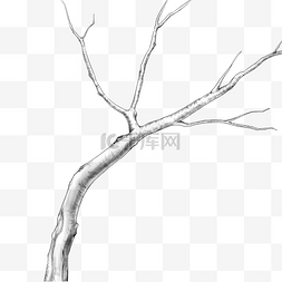 小树素描图片_线描素描树木树枝